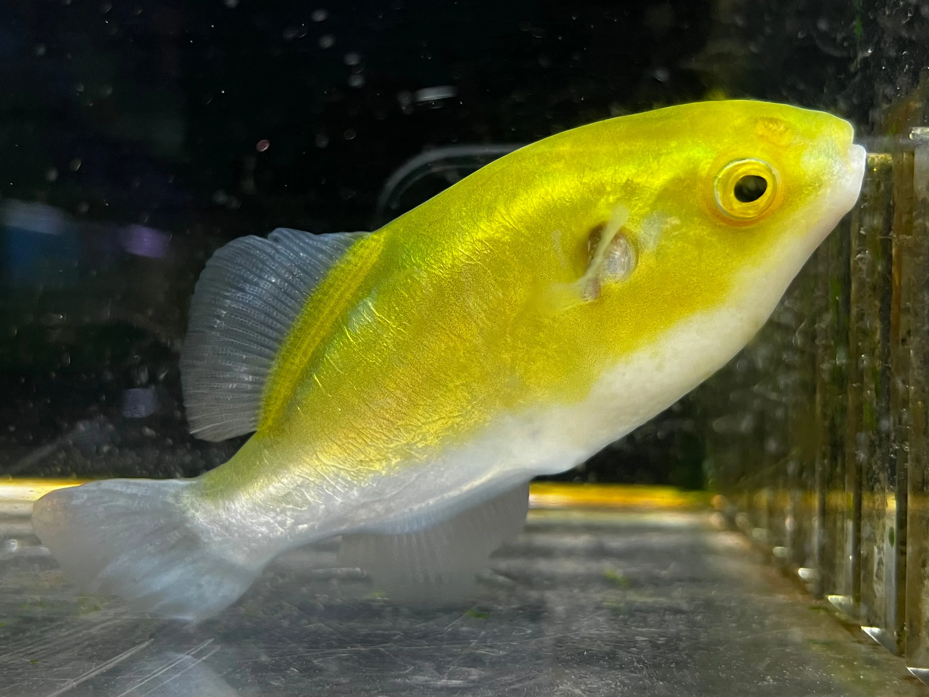 Avocado Puffer