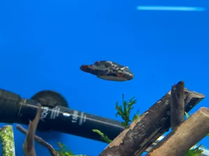 Red-Eye Puffer