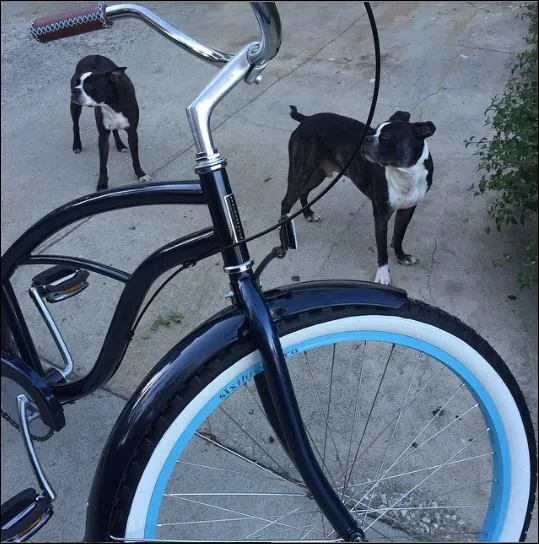 sixthreezero Dreamcycle Single Speed Women's Beach Cruiser Bike